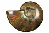 Flashy Red Iridescent Ammonite #155164-1